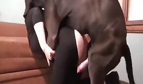 Mulher gozando muito enquanto estava fodendo - sexo de cachorro,sexo foda animal